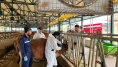Merzifon’da Ari İşletme Kontrolü ve Numune Çalışması