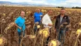 Merzifon’da Ayçiçeği Ekimini Yaygınlaştırma Projesinde Hasat Dönemi Başladı