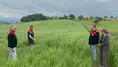 Merzifon'da Yem Bitkisi Denetimleri Sürüyor!