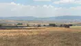 Merzifon’da Ekili Arazide Yangın Paniği! İtfaiye Faciayı Önledi