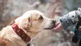 Rüyada Köpek Beslemek Ne Anlama Gelir? Rüya Tabirinde Dikkat Çeken Yorum