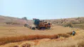 Merzifon’da Hasat Denetimi