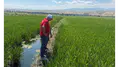 Amasya’da Çeltik Üretiminde Yeni Dönem!