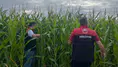 Merzifon’da Hayvancılığa Silajlık Mısır Desteği