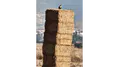 Saman Değil, Doğal Güvenlik Kulübesi!
