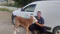 Amasya DSYB Eymir Köyü’nde Buzağıları Kayıt Altına Aldı