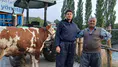 Amasya’da Hayvan Islahı Sahada