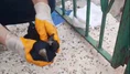 Baba-Oğul Seferber Oldu, Karga Kurtuldu