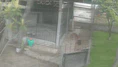 Tilki Dehşeti 14 Tavuk Telef Oldu