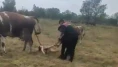 Büyükbaş hayvanın doğumunu jandarma yaptırdı