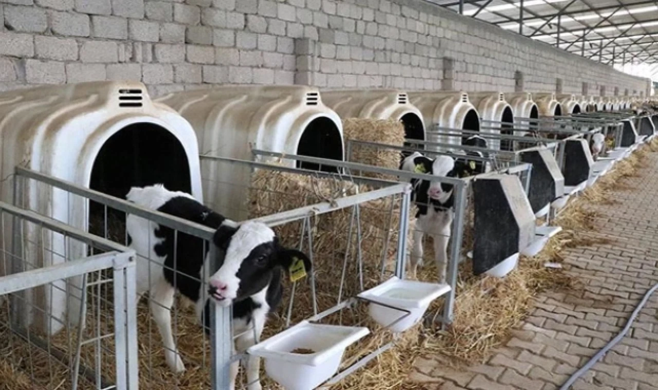 Bakanı Kirişci'den düve alım desteği açıklaması