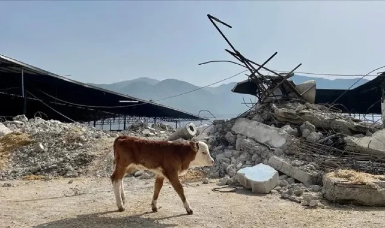 DEPREMZEDELERE BEDELSİZ HAYVAN DAĞITIMI BAŞLADI
