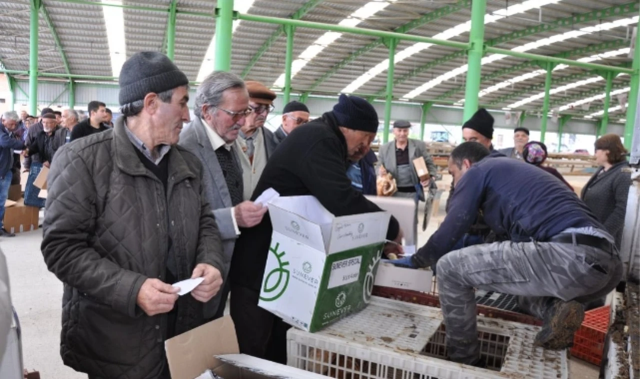 GÜMÜŞHACIKÖY ZİRAAT ODASI ÇİFTÇİLERE TAVUK, ÖRDEK VE CİVCİV DAĞITTI