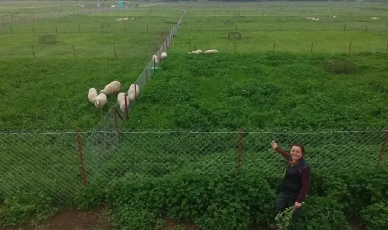 OMÜ'DEN "YAPAY MERA PROJESİ"