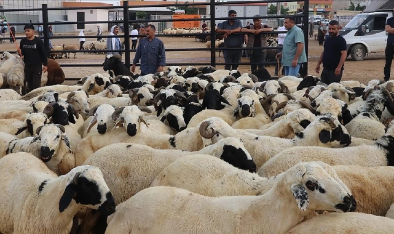 155 BİN KURBANLIK SEVK EDİLECEK
