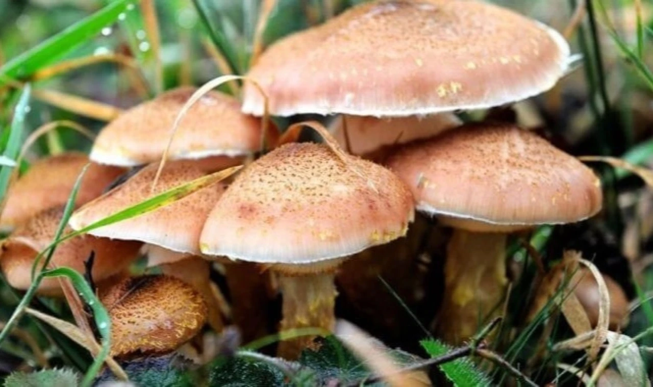 21 Kişi Mantar Zehirlenmesi Şüphesiyle Hastaneye Başvurdu