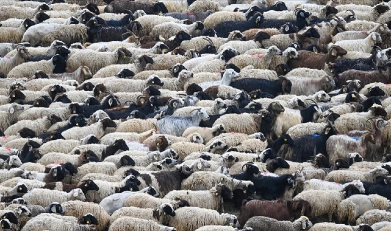 3 Yılda 125 Bin Koyun Dağıtıldı