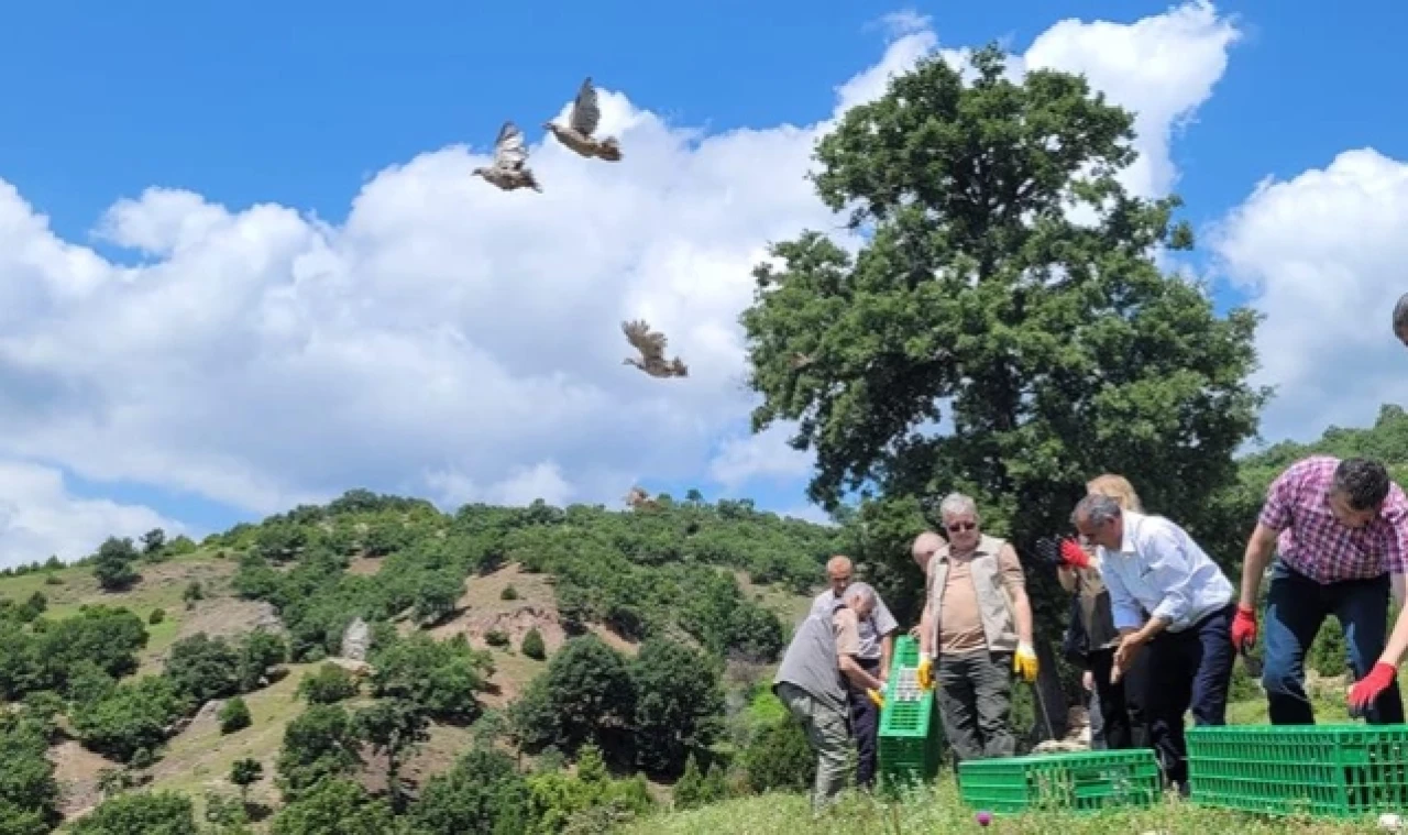 Amasya'da 1000 kınalı keklik doğaya bırakıldı
