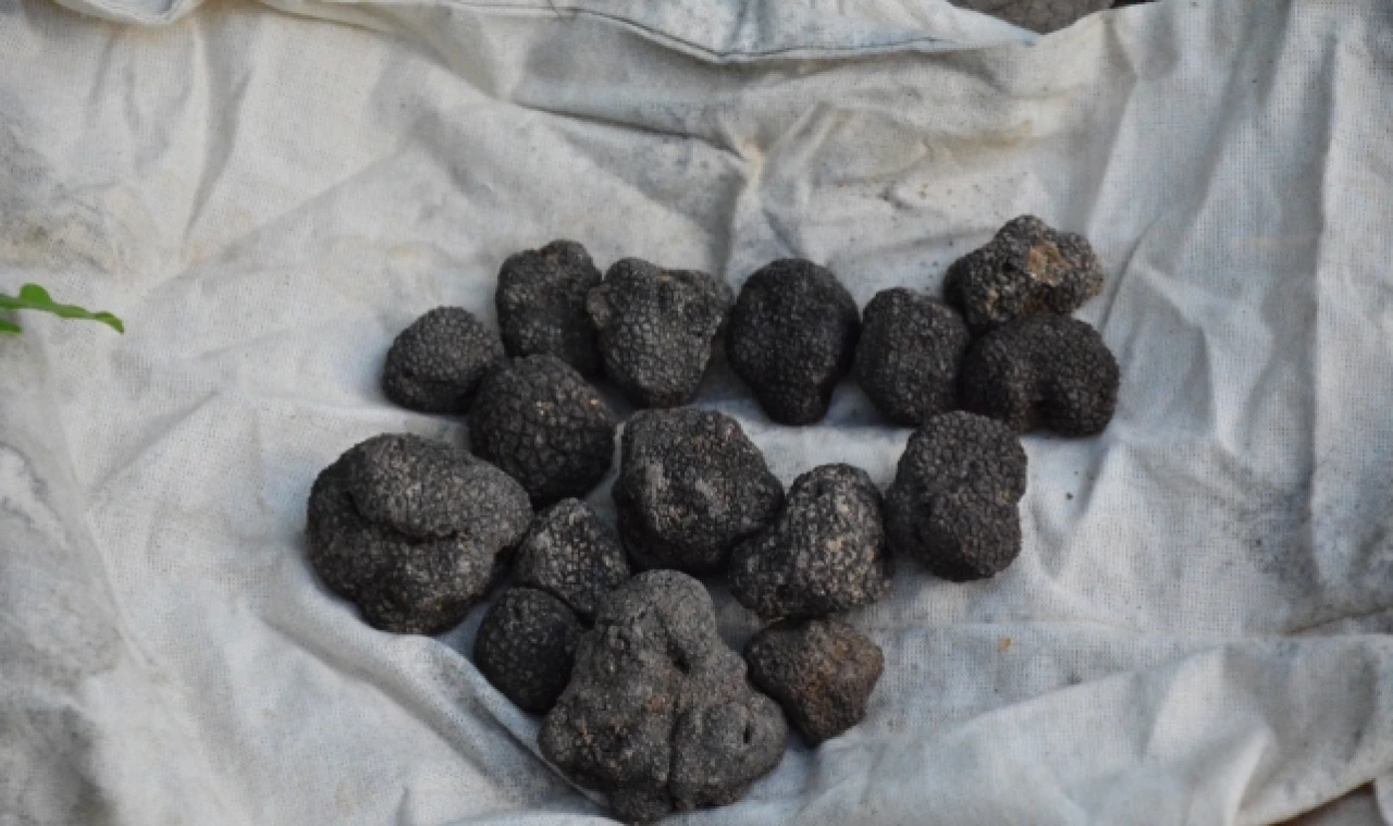 Amasya OBM Ormanlarında 100 Kilo Trüf Bulundu