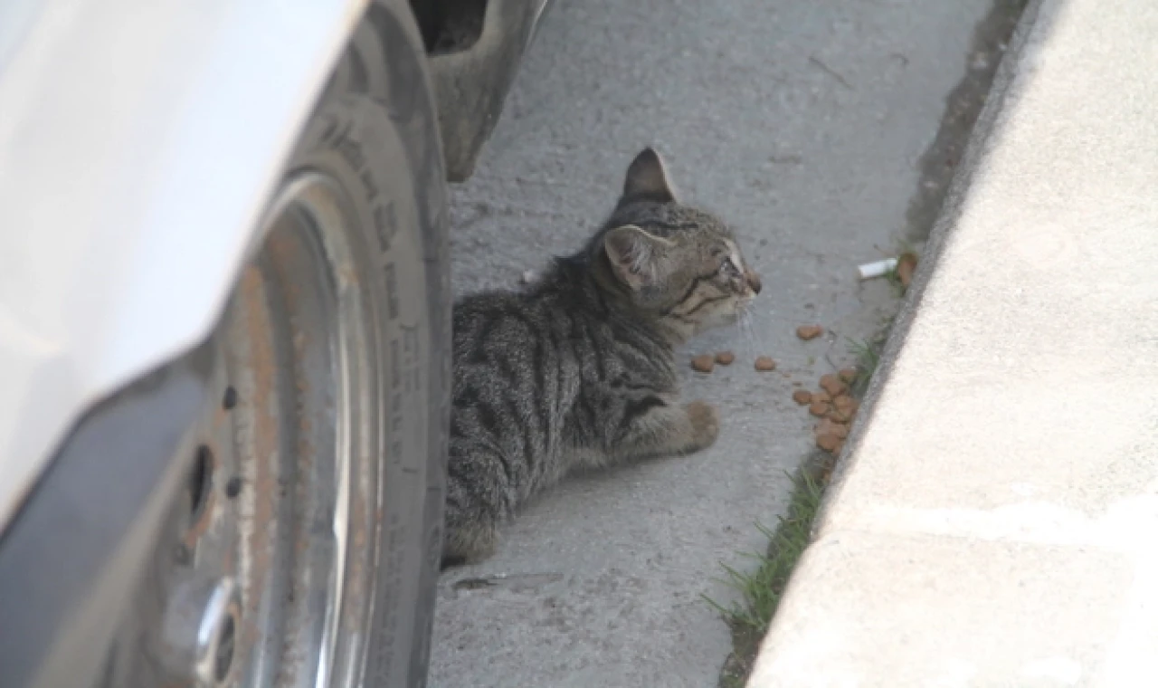 ARACIN MOTOR BÖLÜMÜNE GİREN KEDİ MAMA VERİLEREK ÇIKARILDI