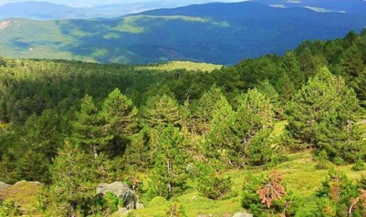 Balıkesir'de 30 Eylül'e kadar ormanlık alanlara giriş yasaklandı