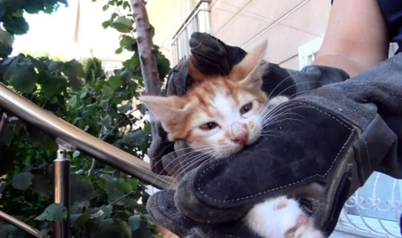 SIKIŞAN KEDİ YAVRULARINI İTFAİYE KURTARDI