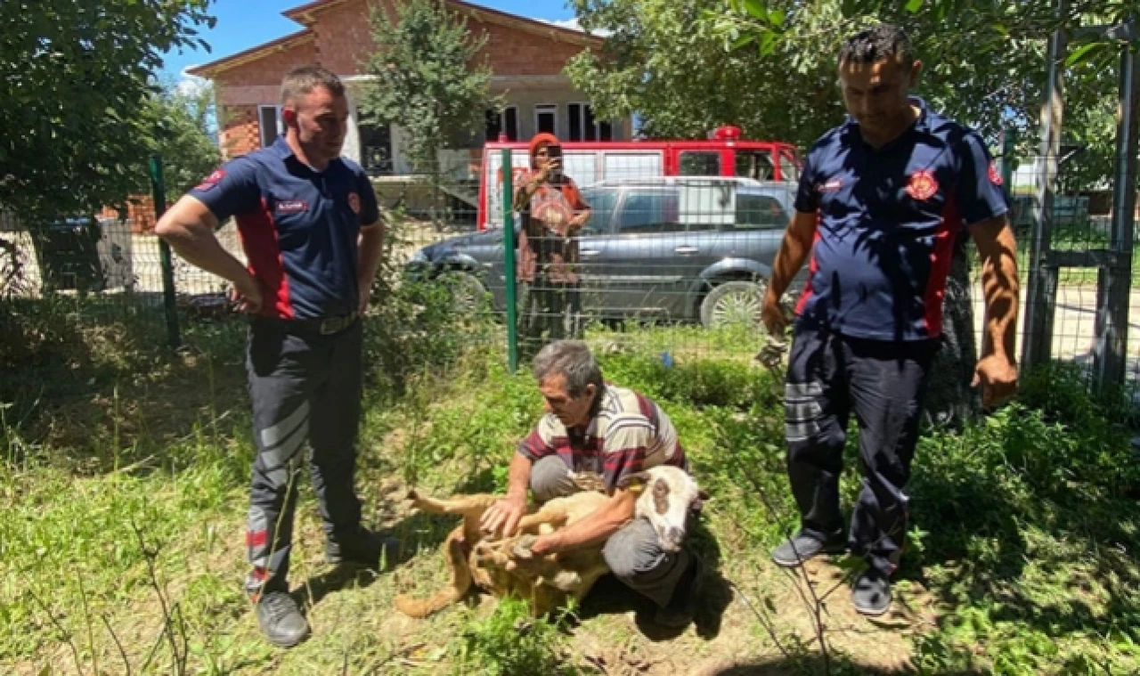 Tokat'ta İki bina arasına sıkışan kurbanlık koyunu itfaiye kurtardı