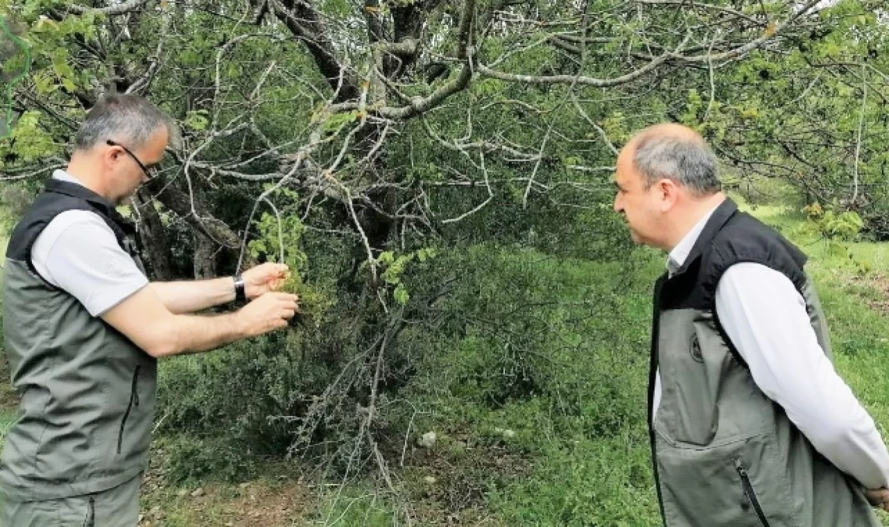 YABANİ MENENGİÇ AĞAÇLARINA ANTEP FISTIĞI AŞILANIYOR