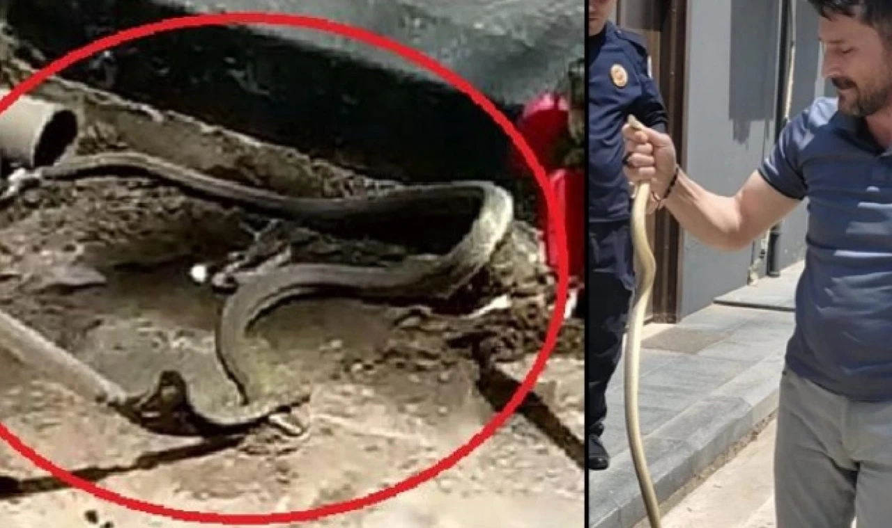 YAĞMUR SUYU BORUSUNA GİREN YILAN YAKALANIP DOĞAYA BIRAKILDI