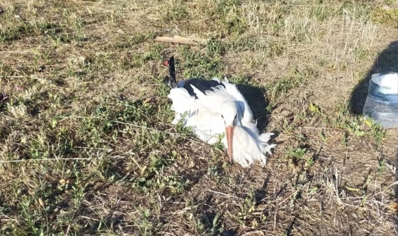 Amasya'da elektrik akımına kapılan leyleğe itfaiye müdahale etti