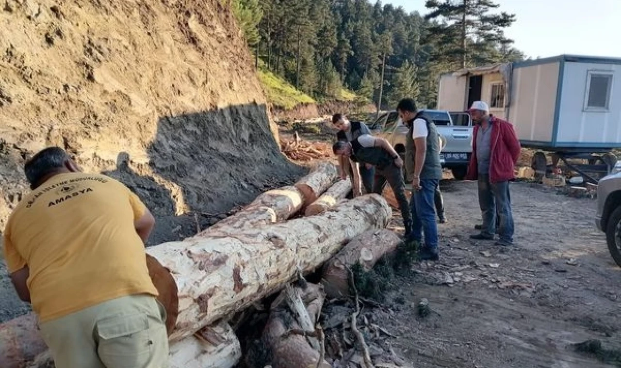 Amasya Ormanları Yemyeşil Olacak