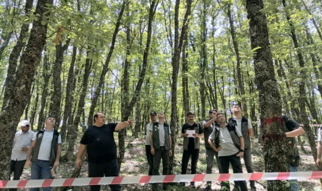 Bafra ormanlarında silvikültürel müdahale esasları eğitimi