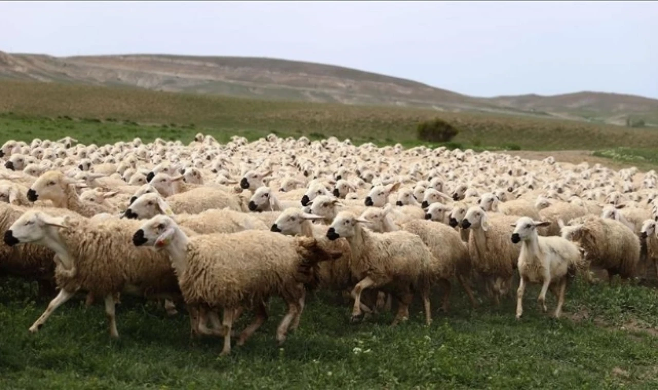 Bayramda 3 milyonun üzerinde küçükbaş kurbanlık satıldı