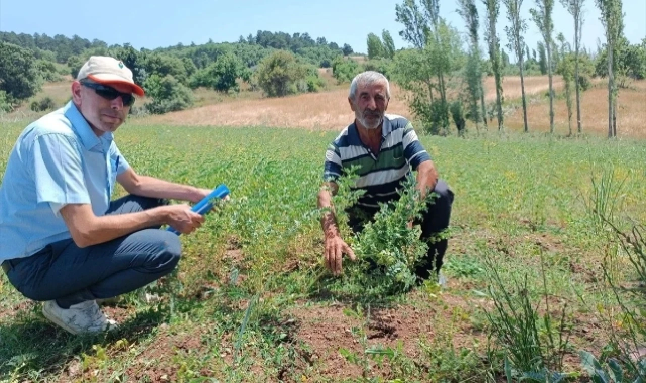 Çiftçilere dağıtılan tohumların gelişimi denetlendi