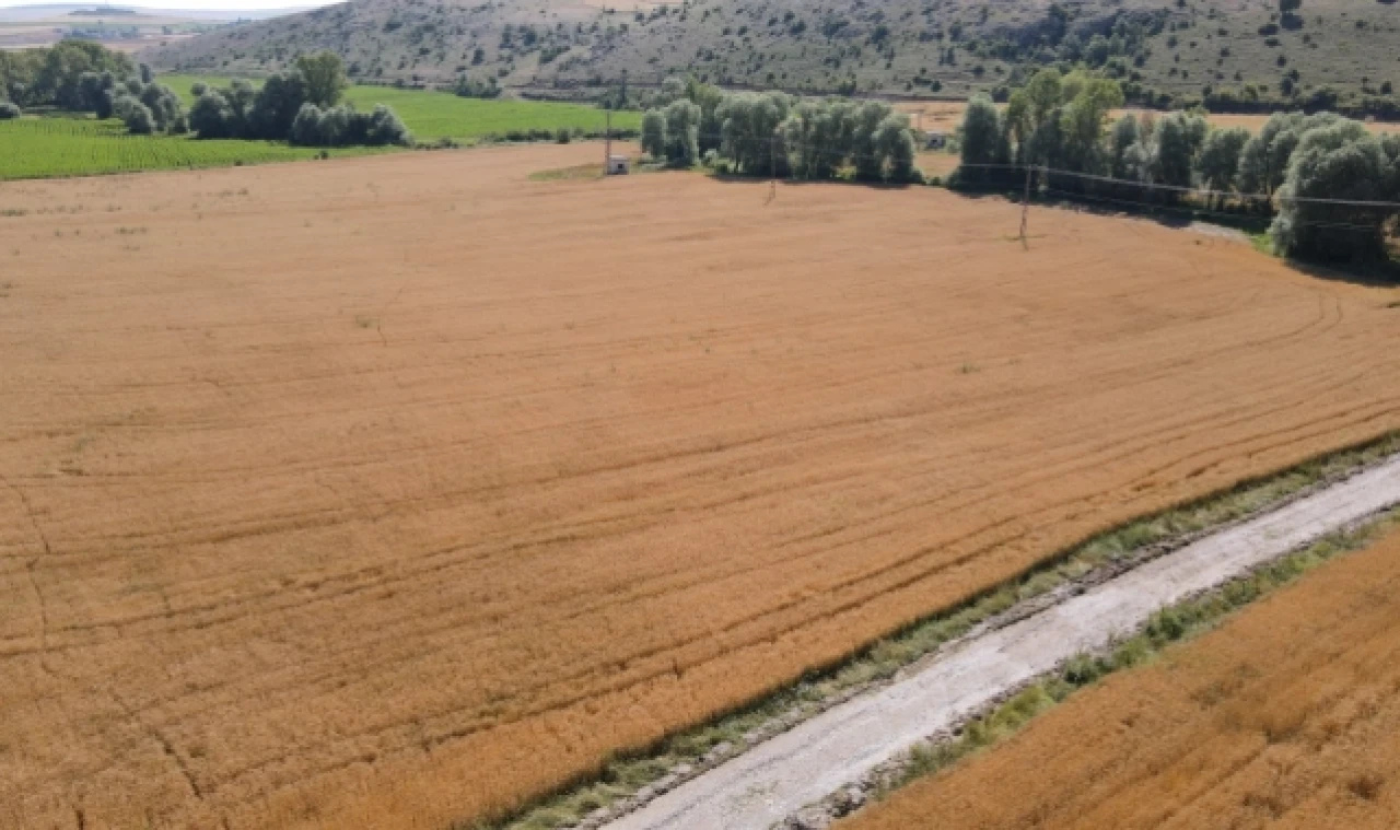 Çorum Belediyesi’nin ektiği buğdaylar hasada hazır