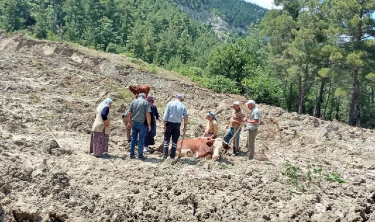 İnek Bataklıktan Güçlükle Kurtarıldı