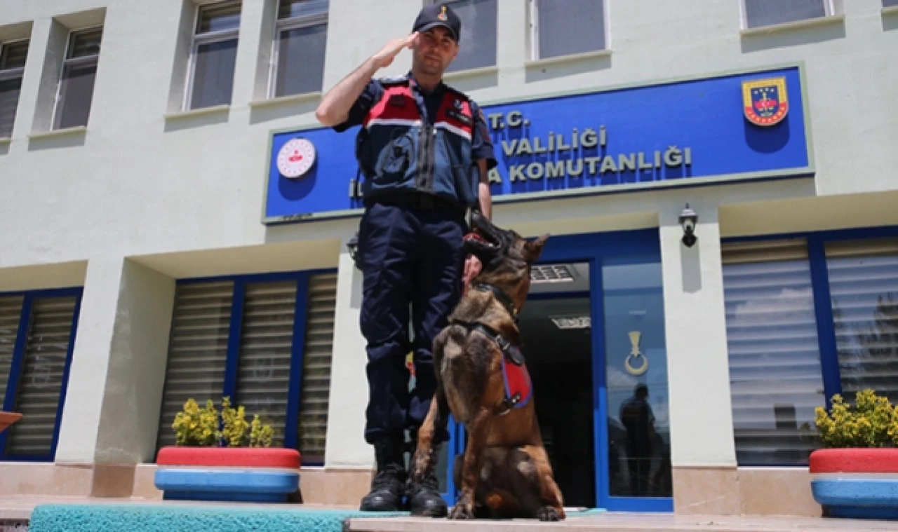 İz takipte jandarmanın en büyük yardımcısı hassas burun "Tank"
