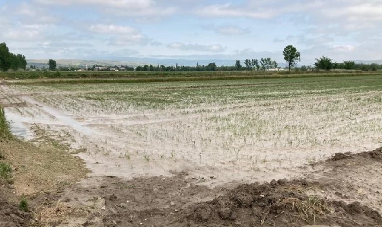 Suluova'da Yağışlar Buğday ve Arpa Rekoltesini Artırdı