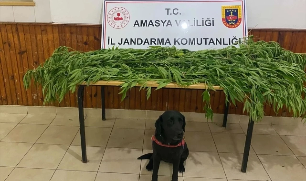 Taşova'da Uyuşturucu Operasyonu: 2 şüpheliden 1'i tutuklandı