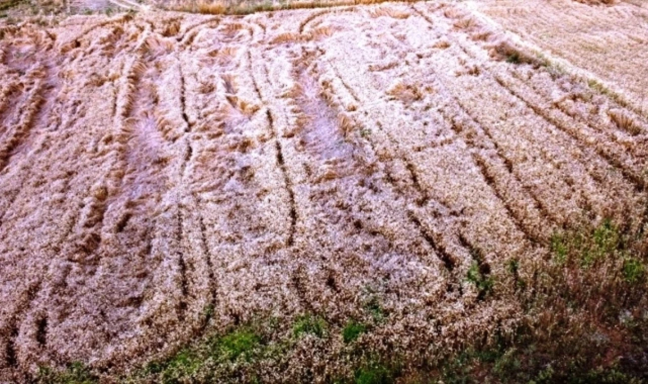 Yaban Domuzları Taşova'da Tarlalara Zarar Verdi!