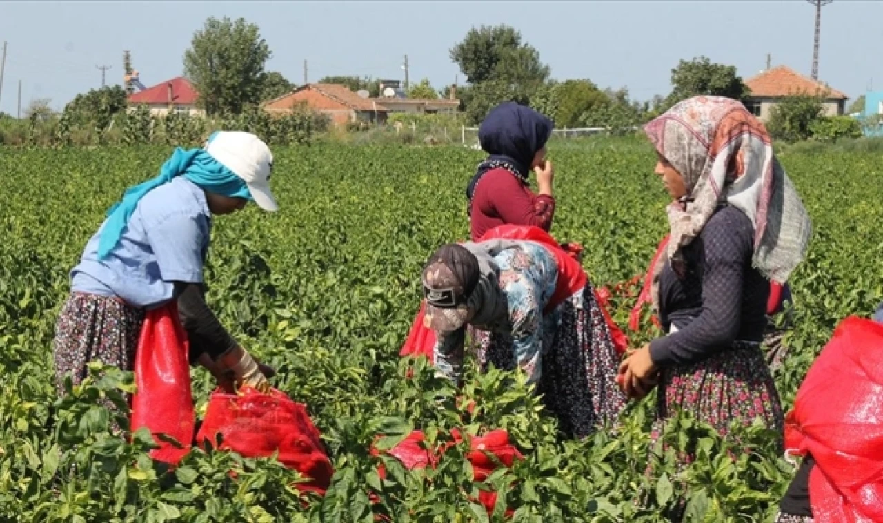 Bafra Ovası'nda 160 bin ton kapya biber rekoltesi bekleniyor