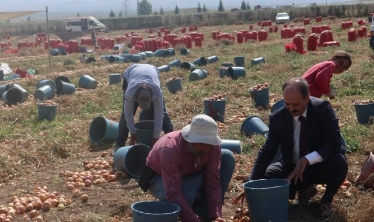 Göktekin, soğan hasadında incelemelerde bulundu