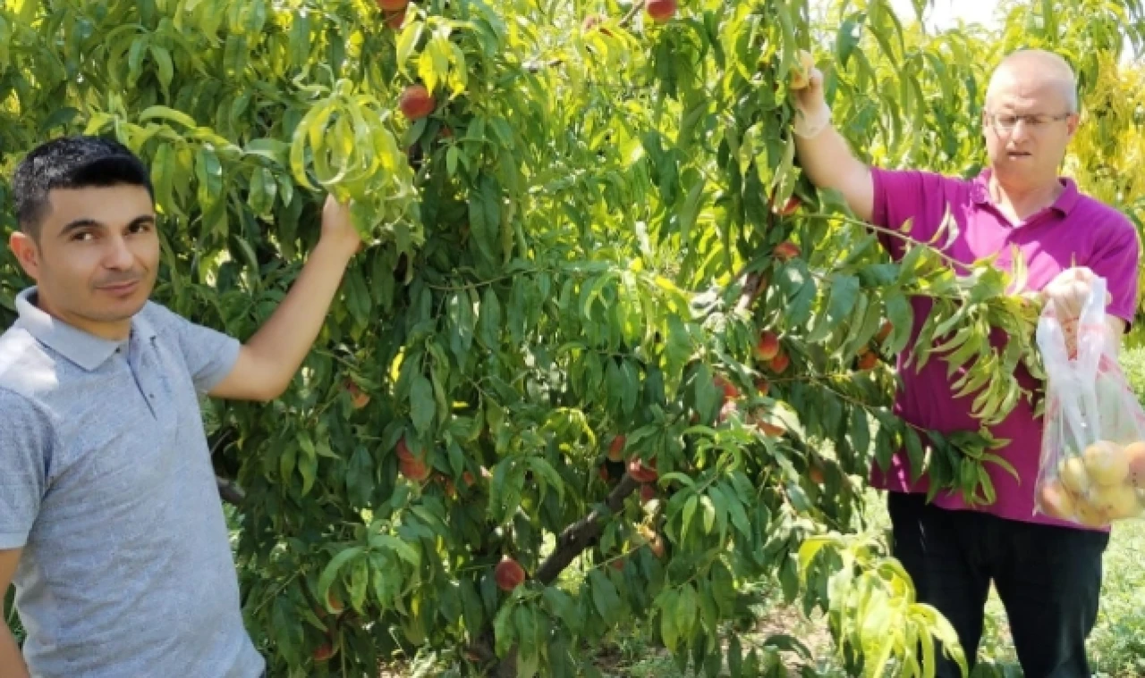 Hasat öncesi pestisit denetimleri devam ediyor