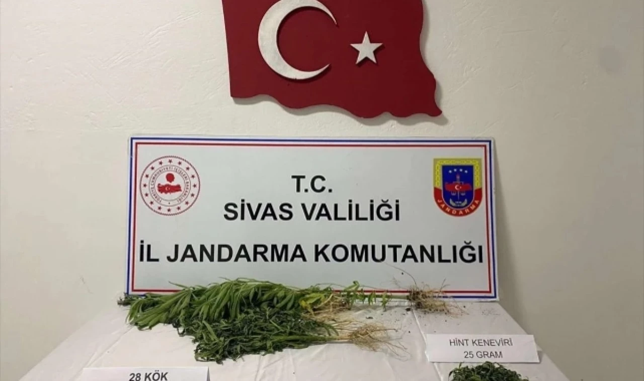 Kenevir Yetiştiricisi Yakalandı