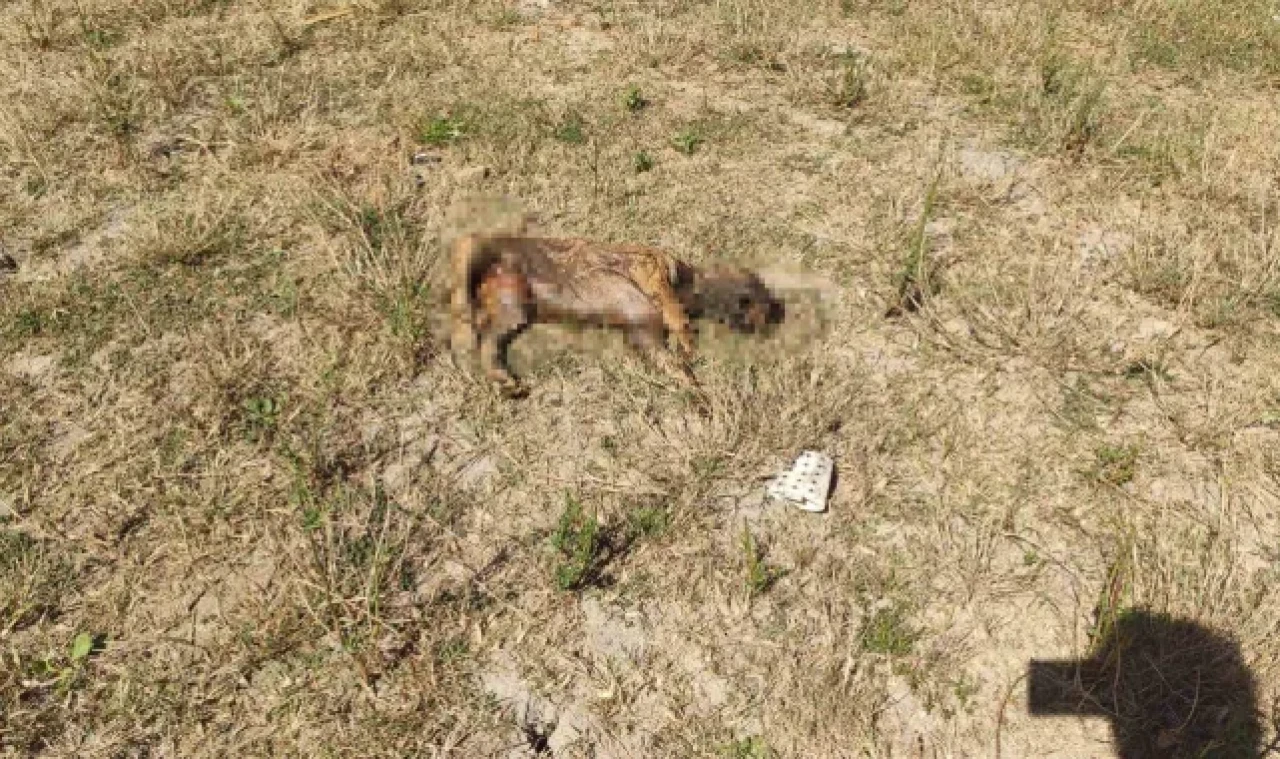 Alibey Barajı'ndaki köpek ölülerini İSKİ temizlemeyince, Sultangazi Belediyesi topladı