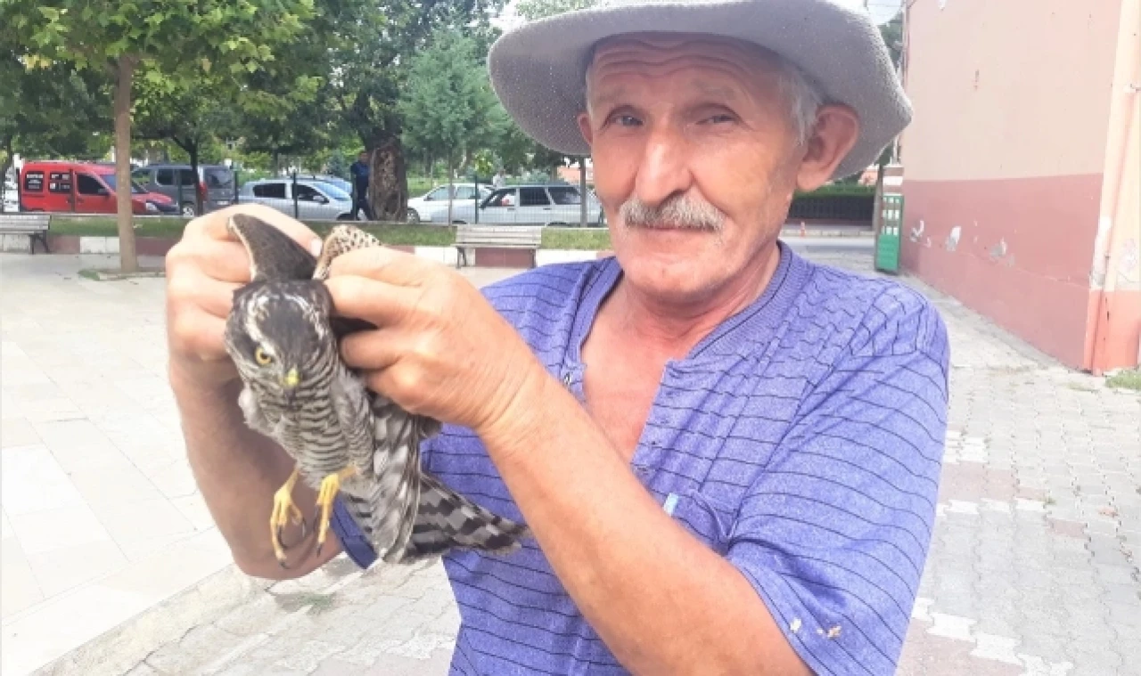 Amasya'da yaralı atmaca koruma altına alındı