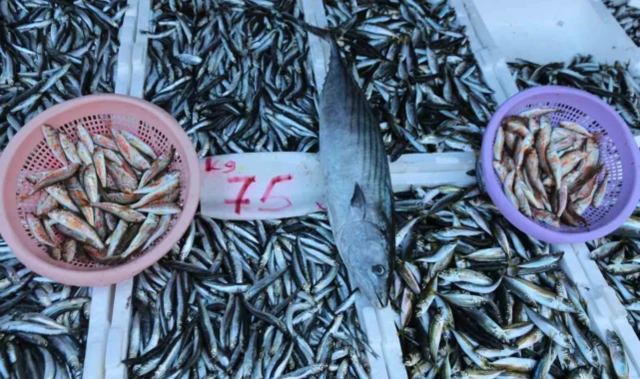 Balıkçı tezgâhları hamsi ile bereketlendi, palamut kayıplarda