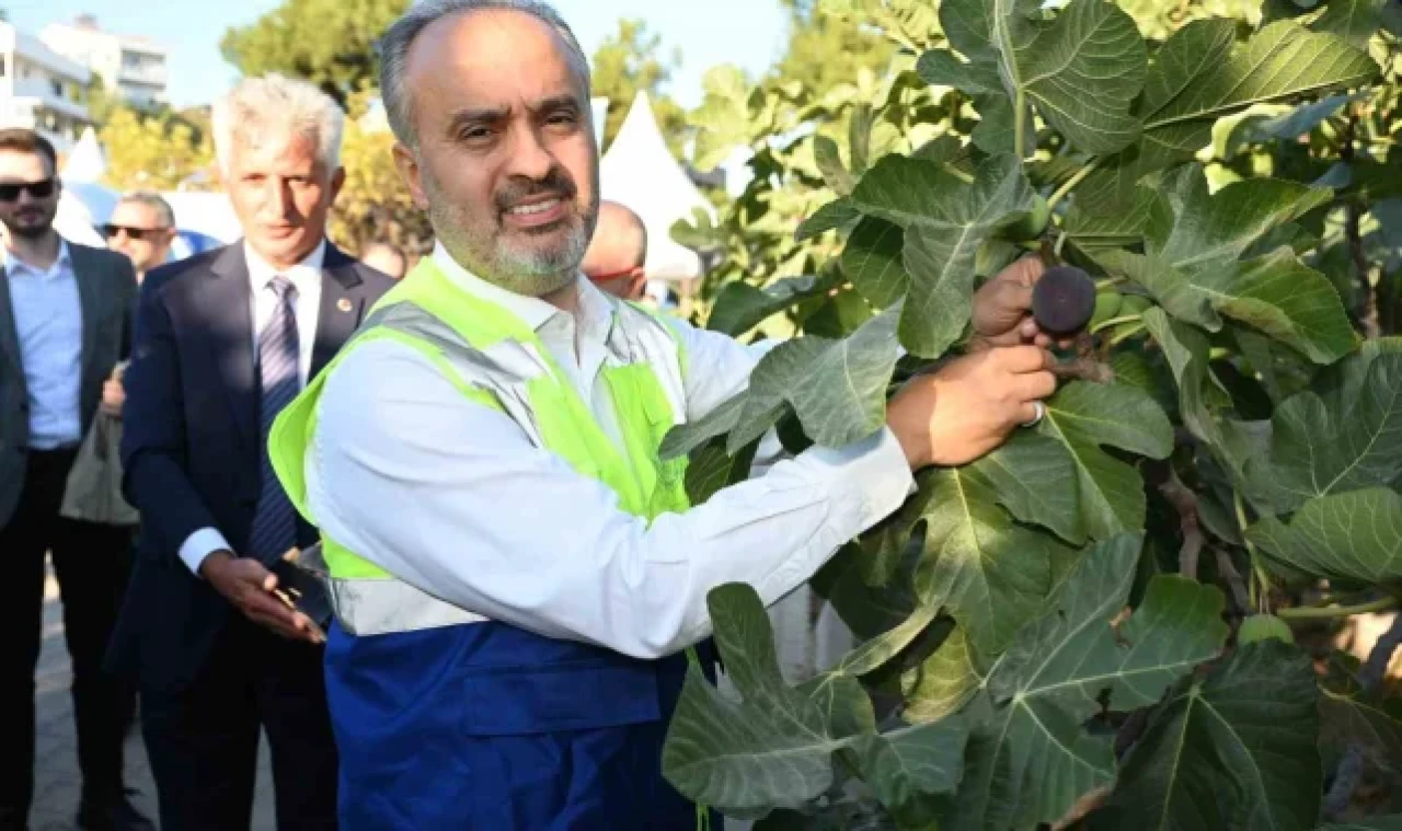 Başkan Aktaş siyah incir hasadına katıldı