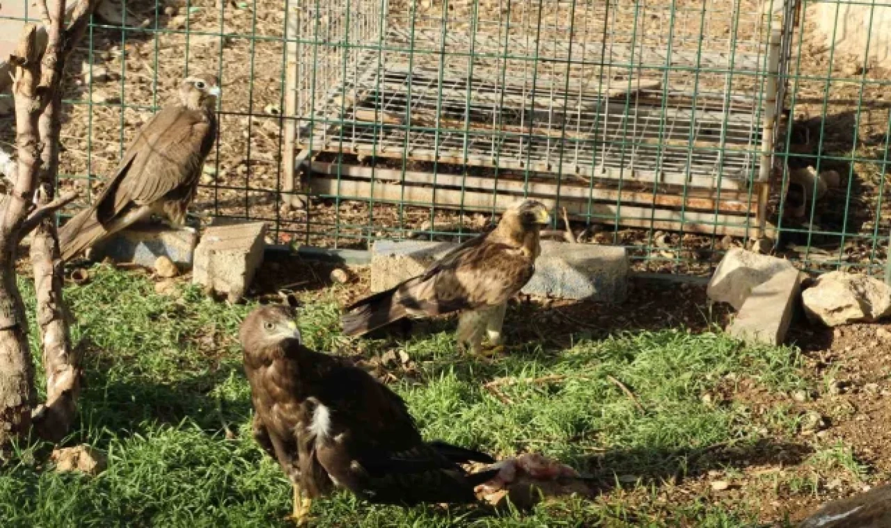 Bitkin halde bulunan kuşlar tedavi altına alındı