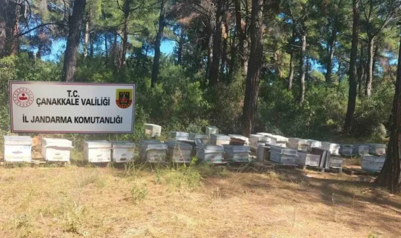 Çanakkale'de arı kovanı hırsızlığı